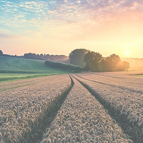 Erkend psycholoog Maarkedal ervaring en diploma's